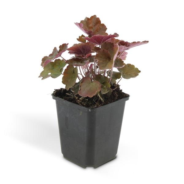 Heuchera mic. 'Palace Purple' - ↕10-25cm - Ø9cm - 40x  BotanicBridge