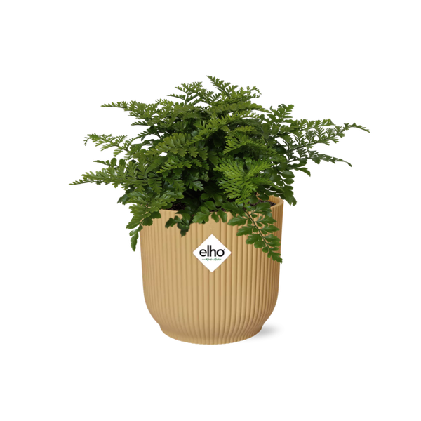 Asplenium Parvati in ELHO Vibes Fold 14cm geel  BotanicBridge