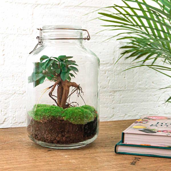 DIY terrarium - Jar - Ficus Ginseng bonsai - ↕ 28 cm - Rake + Shovel + Tweezer  BotanicBridge