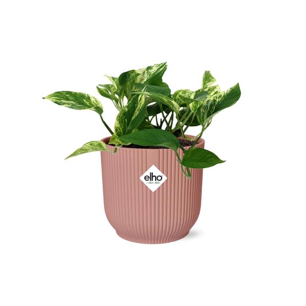 Scindapsus (Epipremnum) Marble Queen in ELHO Vibes Fold 14cm roze  BotanicBridge