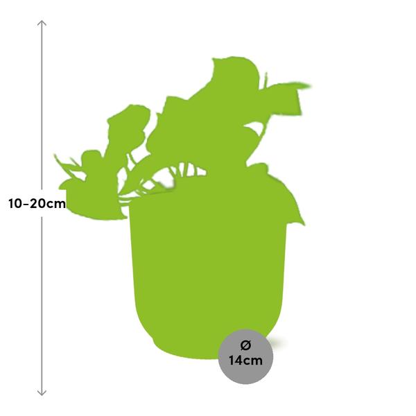 Epipremnum Pinnatum ‘Aureum’ in ELHO Vibes Fold 14cm geel  BotanicBridge