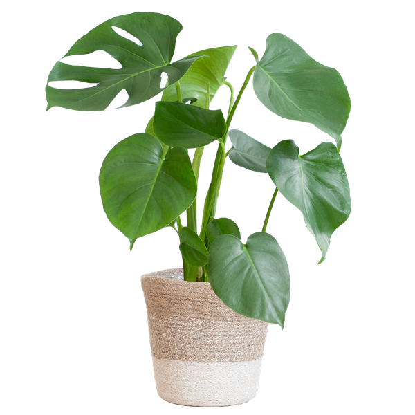 Monstera Deliciosa met Lissabon mand wit  - 50cm - Ø17  BotanicBridge