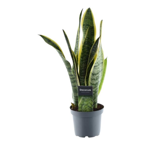 Sansevieria Laurentii - 45 cm - ø12  BotanicBridge