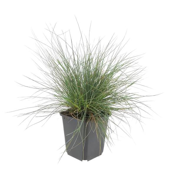 Festuca glauca 'Elijah Bleu' - ↕10-25cm - Ø9cm  - 12x  BotanicBridge