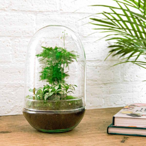 DIY terrarium - Egg XL - ↕ 30 cm  BotanicBridge