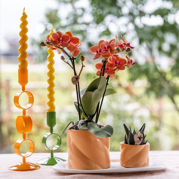 Kolibri Orchids | Gift set Optimism small peach | Groene plant met oranje Phalaenopsis orchidee in Candy sierpotten op wit organisch dienblad  BotanicBridge