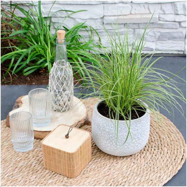 6 x Carex brunnea Variegata - Ø 14 cm - ↨ 25 cm  BotanicBridge