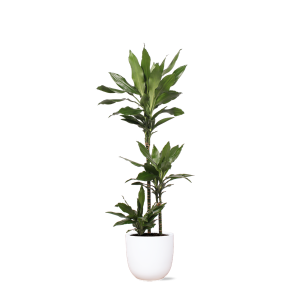 Dracaena Janet Lind Ø24cm ↕120cm in Boule WIT pot  BotanicBridge