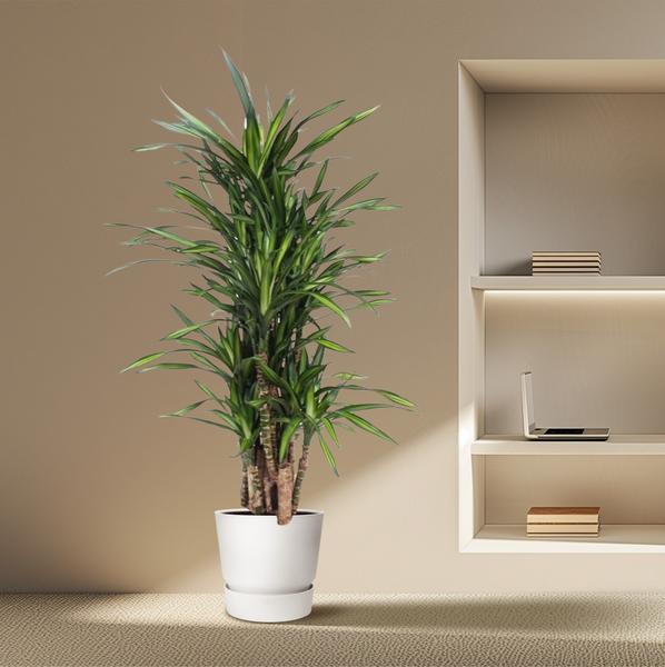 Dracaena Riki - 140 cm - ø30  BotanicBridge