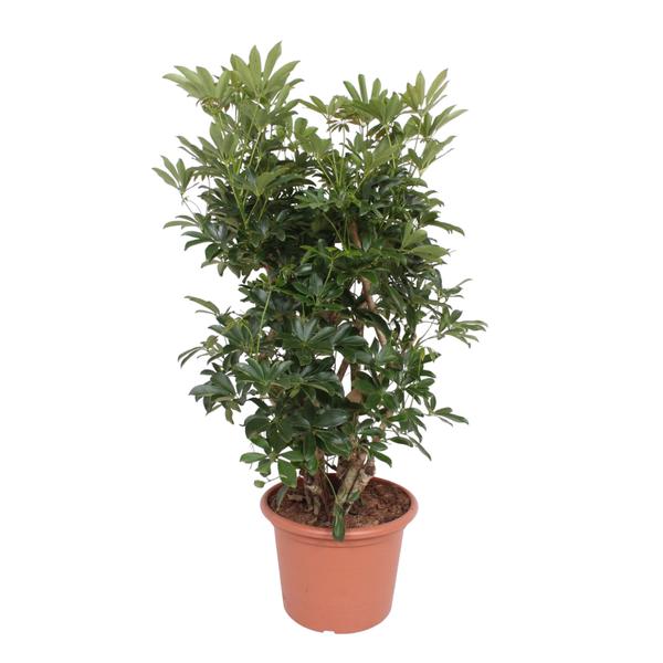 Schefflera Arboricola Compacta vertakt - 140 cm - ø40  BotanicBridge