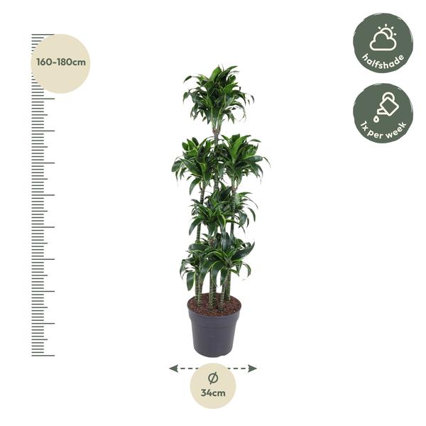 Dracaena Dorado Carrousel - 170 cm - ø34  BotanicBridge