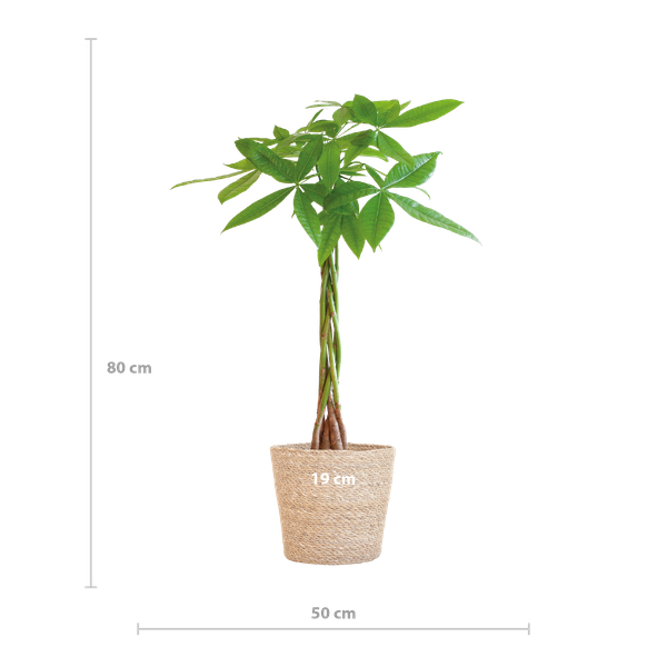 Pachira Aquatica met Sofia mand naturel - 80cm - Ø21  BotanicBridge