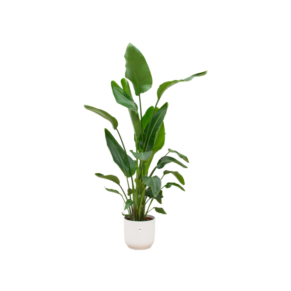 Combi deal - Strelitzia Nicolai inclusief elho Vibes Fold Round wit Ø30 - 160 cm  BotanicBridge