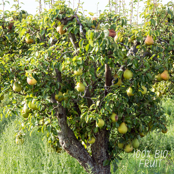 Biologische Perenboom Pyrus - 1 x Ø 20 cm - ↨ 60 cm  BotanicBridge