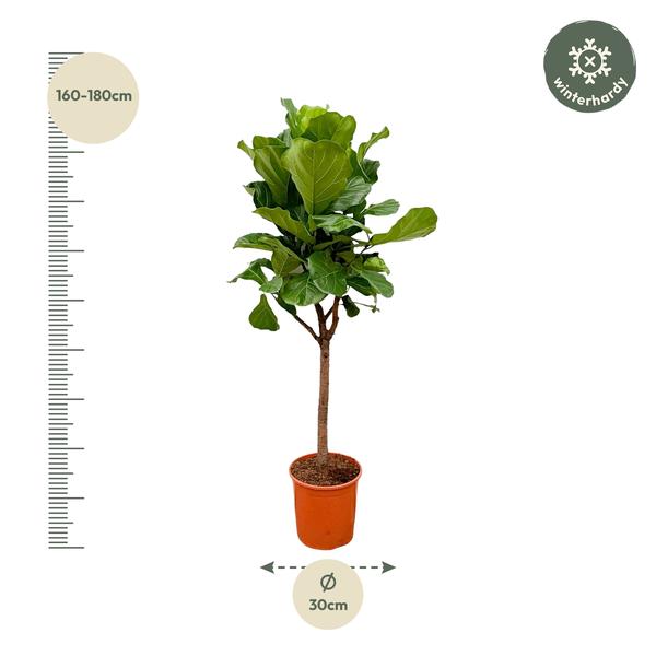 Ficus Lyrata boom - 170cm - ⌀30  BotanicBridge