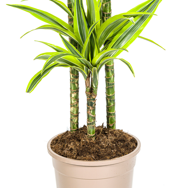 Dracaena Deremensis Lemon Lime Ø24cm - ↕140cm  BotanicBridge