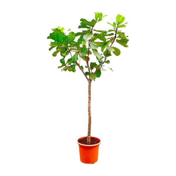 Ficus Lyrata boom XXXL - 300cm - ø55  BotanicBridge