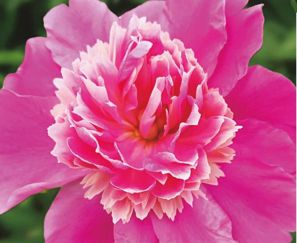 Paeonia 'Nymph de Vrome' - 10x  BotanicBridge