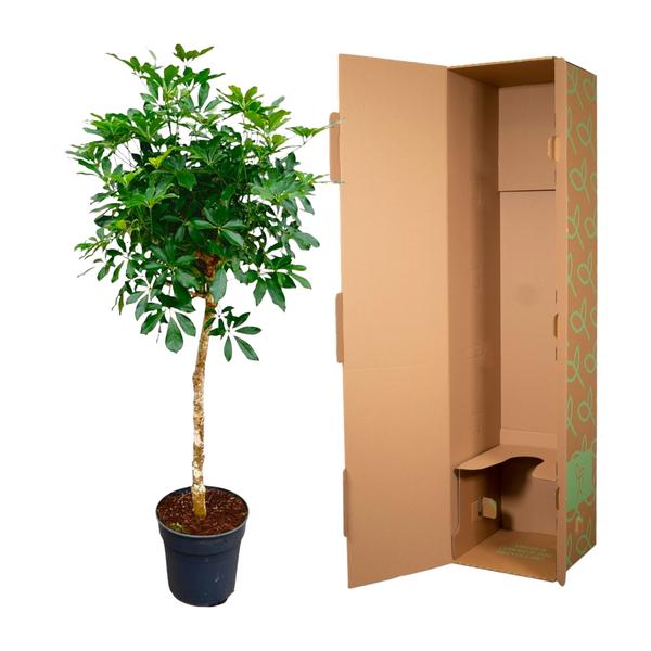 Schefflera op stam - 180cm - ø35  BotanicBridge