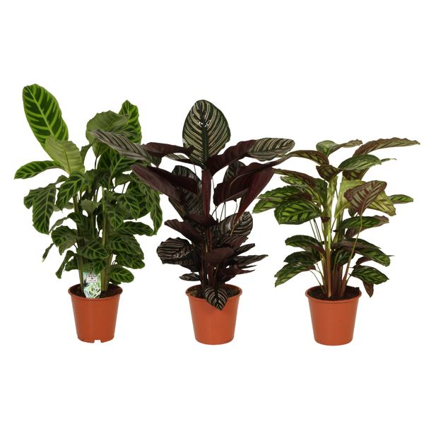 Calathea's Pracht - 3 stuks - Ø19cm - ↕75-80cm  BotanicBridge