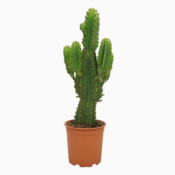 Euphorbia ingens 21cm  BotanicBridge