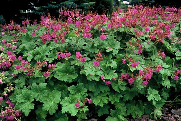 Geranium macr. 'Czakor' - ↕10-25cm - Ø9cm - 6x  BotanicBridge