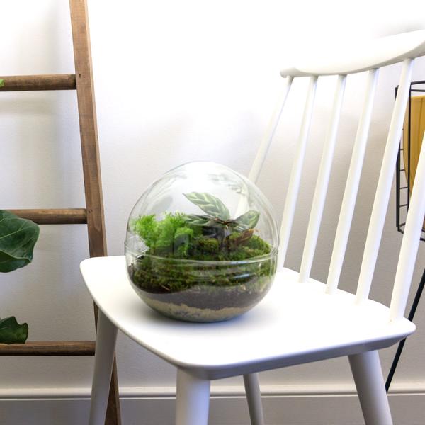 DIY terrarium - Dome - ↕ 20 cm - Rake + Shovel + Tweezer  BotanicBridge