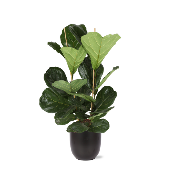 Ficus Lyrata - Ø24cm - ↕120cm in Boule ANTRACIET pot  BotanicBridge