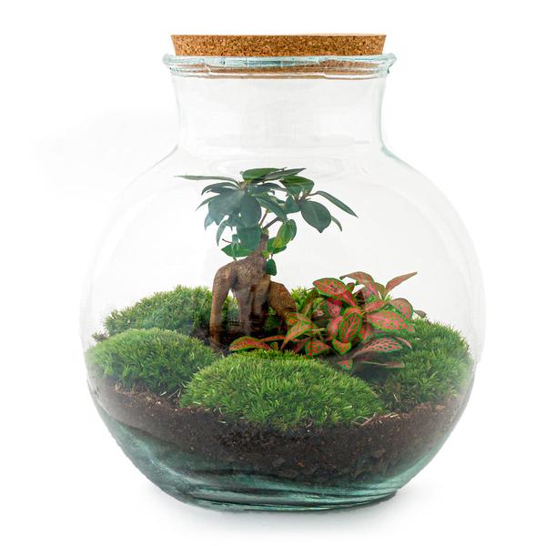 DIY terrarium - Teddy bonsai - ↕ 26,5 cm - Normal  BotanicBridge