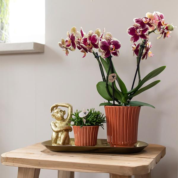 Kolibri Orchids | Plantenset Culture Cocktail terracotta small | Groene planten met Phalaenopsis orchidee in Retro terracotta sierpotten en gouden dienblad  BotanicBridge