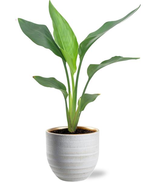 Strelitzia Reginea - Ø12cm - ↕40cm + Beau Pot D14x13cm - Wit  BotanicBridge