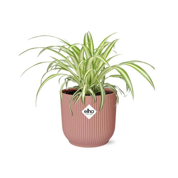 Chlorophytum Comosum Variegatum in ELHO Vibes Fold 14cm roze  BotanicBridge