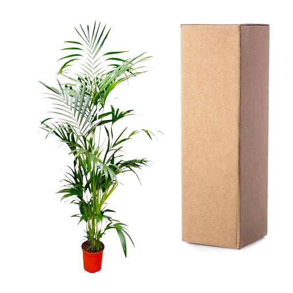 Kentia Palm - 200 cm - ø24  BotanicBridge