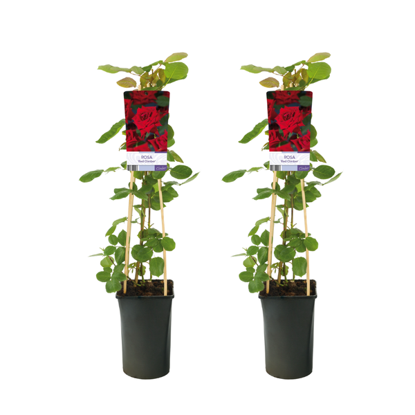 Rosa Red Climber - 2 stuks - Ø17cm - ↕75cm  BotanicBridge