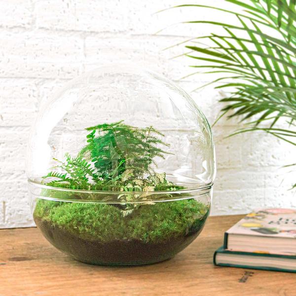 DIY terrarium - Dome XL - ↕ 30 cm - Rake + Shovel  BotanicBridge