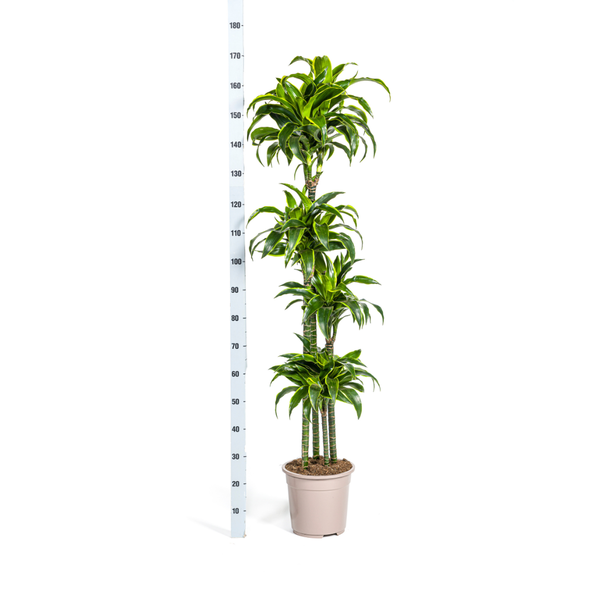 Dracaena Deremensis Dorado Ø27cm - ↕180cm  BotanicBridge