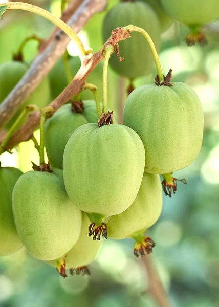 3x - Actinidia arguta 'Issai' - ↨45cm - Ø13  BotanicBridge