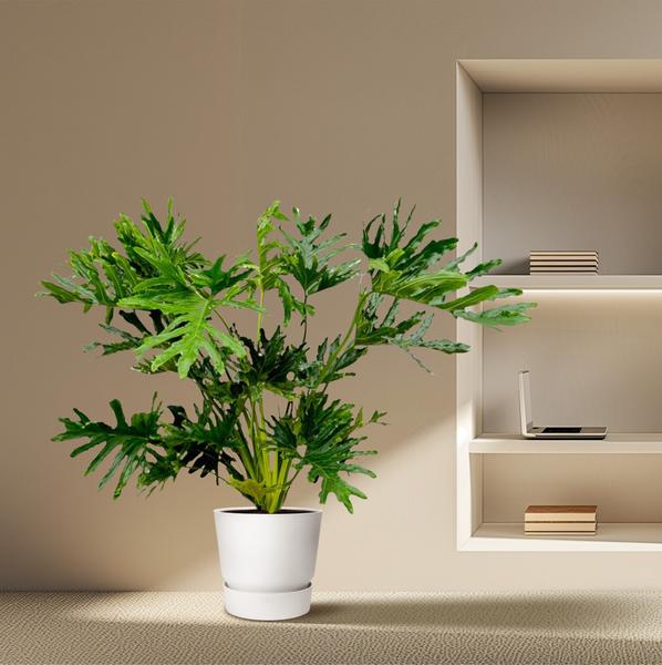 Philodendron Selloum - 130 cm - Ø30  BotanicBridge