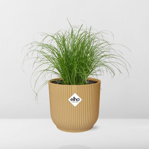 Cyperus Alternifolius Zumula in ELHO Vibes Fold 14cm geel  BotanicBridge