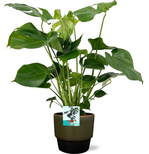 Monstera Deliciosa - Ø19cm - 60cm + Erik Pot D20x18cm - Donker Groen  BotanicBridge