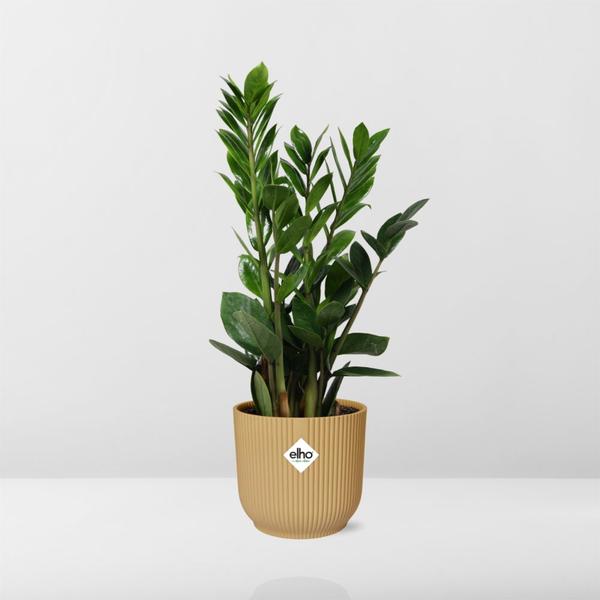 Zamioculcas – Hoogte 45-50 in ELHO Vibes Fold 14cm geel  BotanicBridge