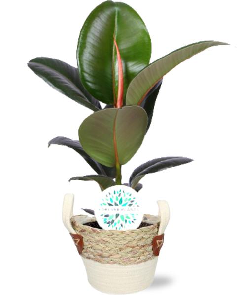 Ficus Elastica Robusta - Ø17cm - ↕65cm + Lily Pot D18x16cm - Wit  BotanicBridge