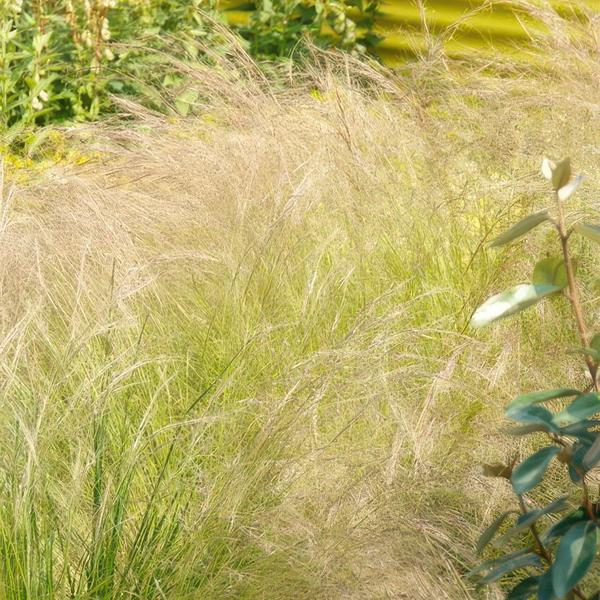 Stipa tenuissima 'Ponytails' - ↕10-25cm - Ø9cm - 20x  BotanicBridge