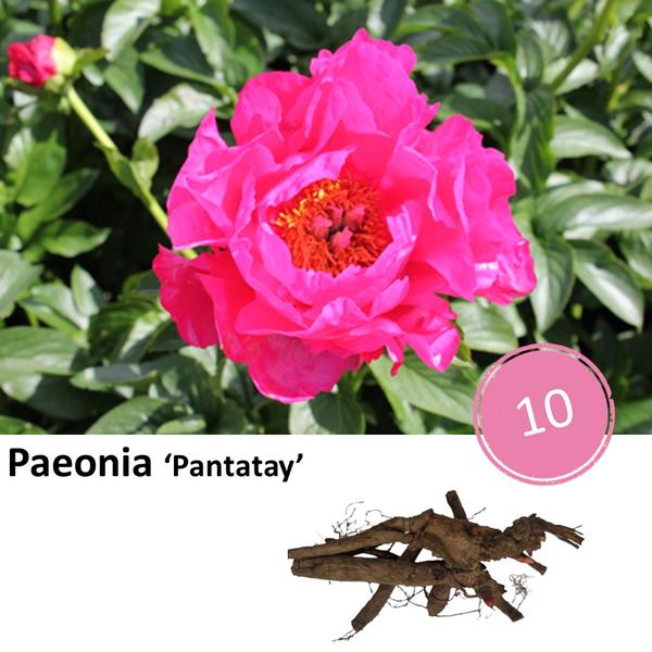 Paeonia 'Pantatay' - 10x  BotanicBridge