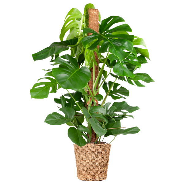 Monstera Deliciosa XL met Torun mand - 120cm - Ø24  BotanicBridge