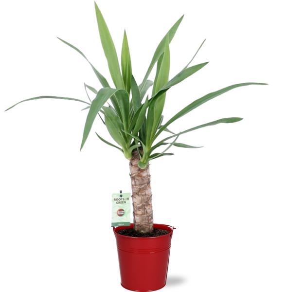 Yucca - Ø12cm - ↕50cm + Emmer D12,5x11,5cm - Rood  BotanicBridge