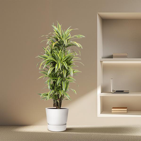 Dracaena Lemon Lime - 150 cm - ø30  BotanicBridge