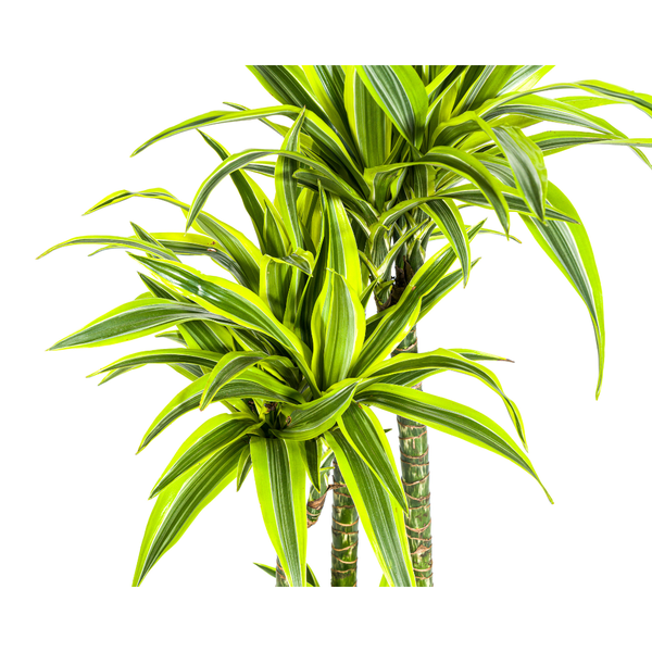 Dracaena Deremensis Lemon Lime Ø27cm - ↕180cm  BotanicBridge