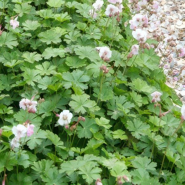 Geranium cant. 'Biokovo' - ↕10-25cm - Ø9cm  - 20x  BotanicBridge