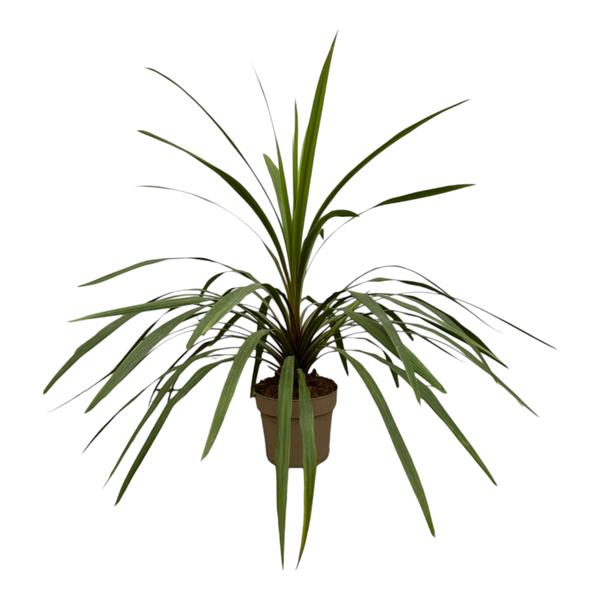 Cordyline Peko - 90 cm - Ø24cm  BotanicBridge